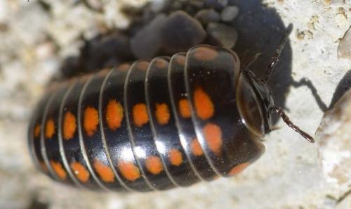 Glomeris esterelana